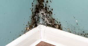 Protect Your Space: Understanding and Preventing Mould Growth